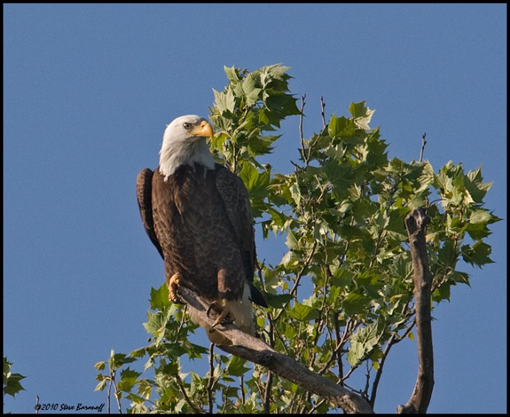 _0SB8918 american bald eagle.jpg